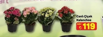 Canlı Çiçek Kalanchoe