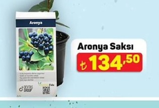 Aronya Saksı