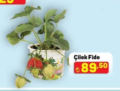 Çilek Fide