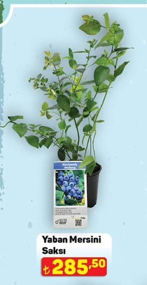 Yaban Mersini Saksı