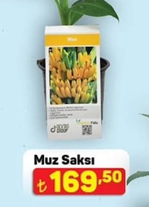 Muz Saksı