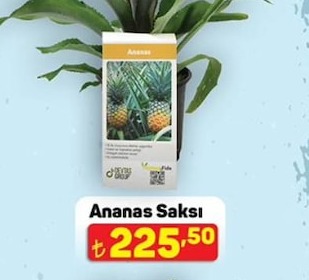 Ananas Saksı