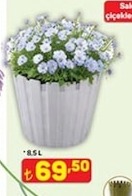 Salon Saksısı 8.5L