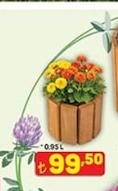 Saksı Çiçeği 0.95 L