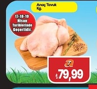 Anaç Tavuk Kg