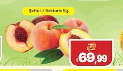 Şeftali Nektarin Oy