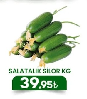 Salatalık Silor Kg