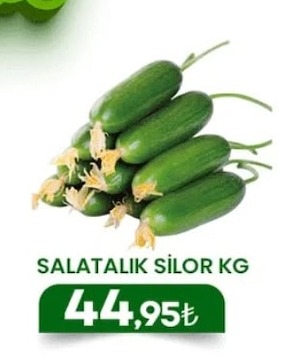 Salatalık Silor Kg
