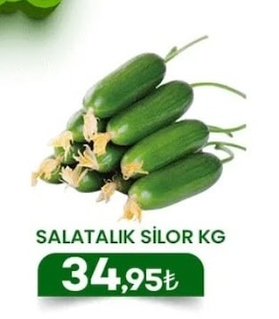 Salatalik Silor Kg