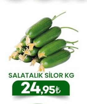 Salatalik Silor Kg