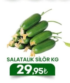 Salatalik Silor Kg