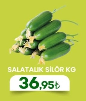 Salatalık Silor Kg