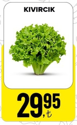 Kıvırcık