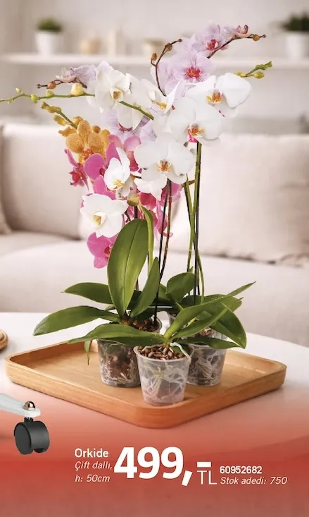 Orkide Çift Dallı H: 50Cm