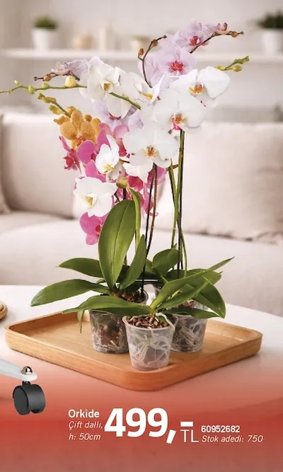 Orkide Çift Dallı H: 50Cm