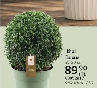 Ithal Buxus