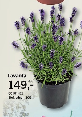 Lavanta Adet