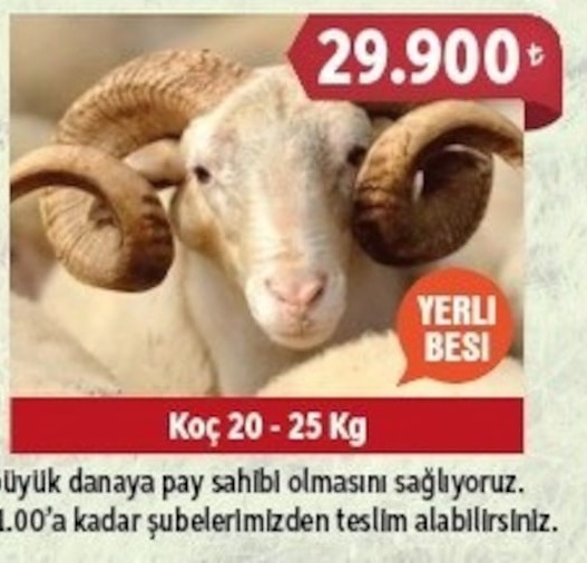 Koç 20-25 Kg