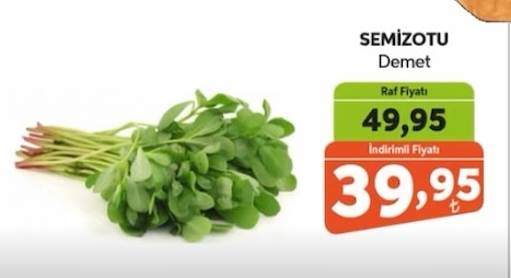 Semizotu Demet