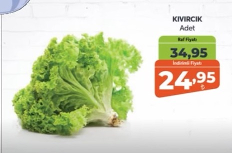 Kıvırcık Marul Adet