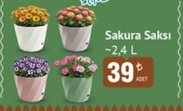 Sakura Saksı ~2,4 L