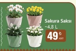Sakura Saksı 4,8 L