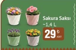 Sakura Saksı 1,4L