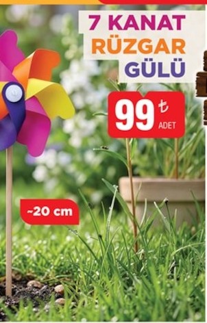 7 Kanat Rüzgar Gülü Adet