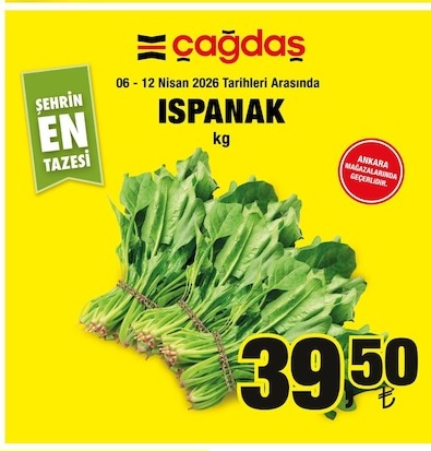 Çağdaş Ispanak Kg