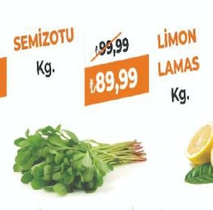 Semizotu Kg.
