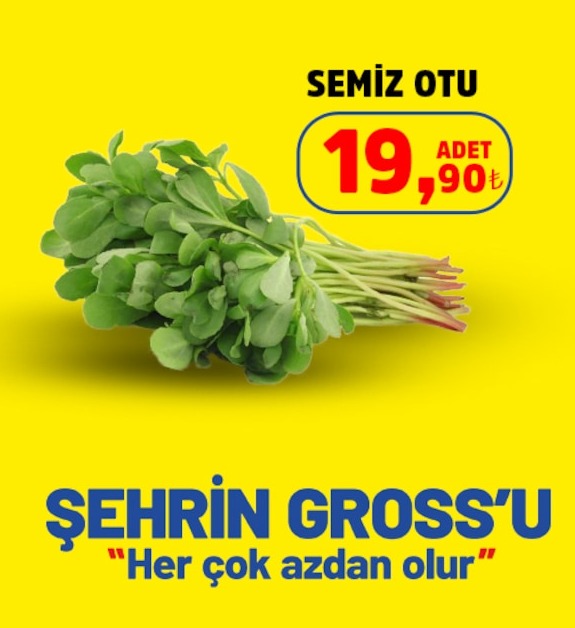 Semiz Otu 1 Adet