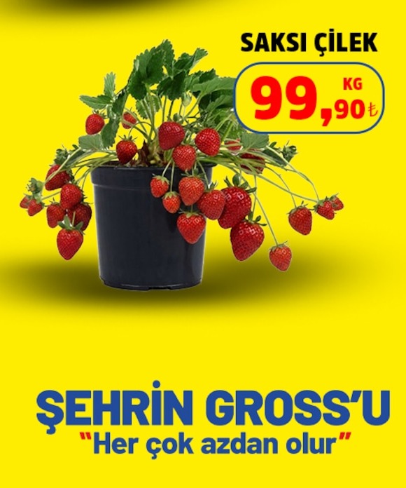 Saksi Çilek 1 Kg