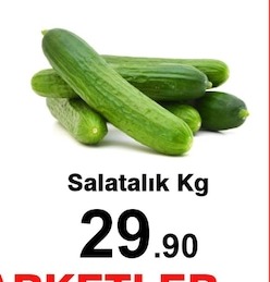 Salatalık Kg