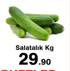 Salatalık Kg