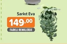 Sarkıt Eva