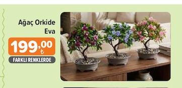 Ağaç Orkide Eva