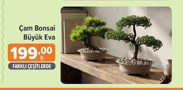 Çam Bonsai Büyük Eva