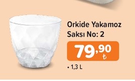 Orkide Yakamoz Saksı No: 2