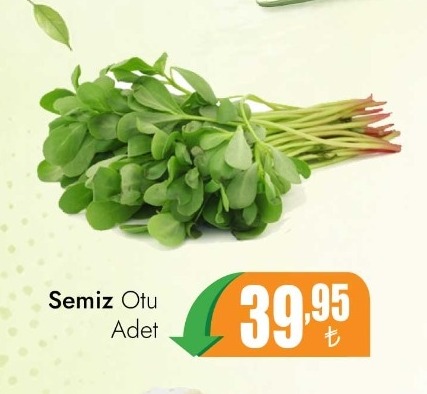 Semiz Otu Adet