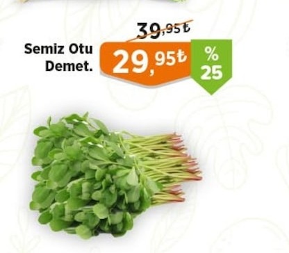 Semiz Otu Demet