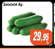 Salatalık Kg.