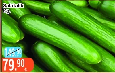 Salatalık Kg.