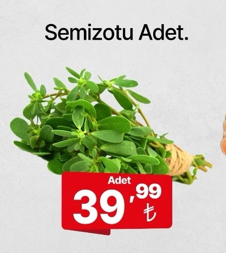 Semizotu Adet
