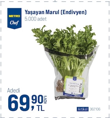Metro Chef Yaşayan Marul (Endivyvgen) 5.000 Adet
