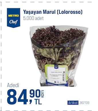 Metro Chef Yaşayan Marul (Lolorosso) 5000 Adet