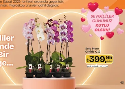 Solo Plant Orkide Q12