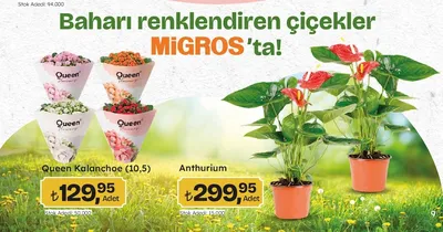 Queen Kalanchoe (10,5)