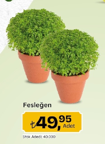 Fesleğen 2 Adet