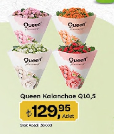 Queen Kalanchoe Q10,5