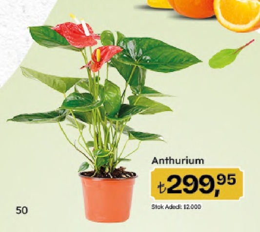 Anthurium